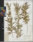 Foto von Salix alba subsp. vitellina (L.) Arcang. x Salix babylonica L.